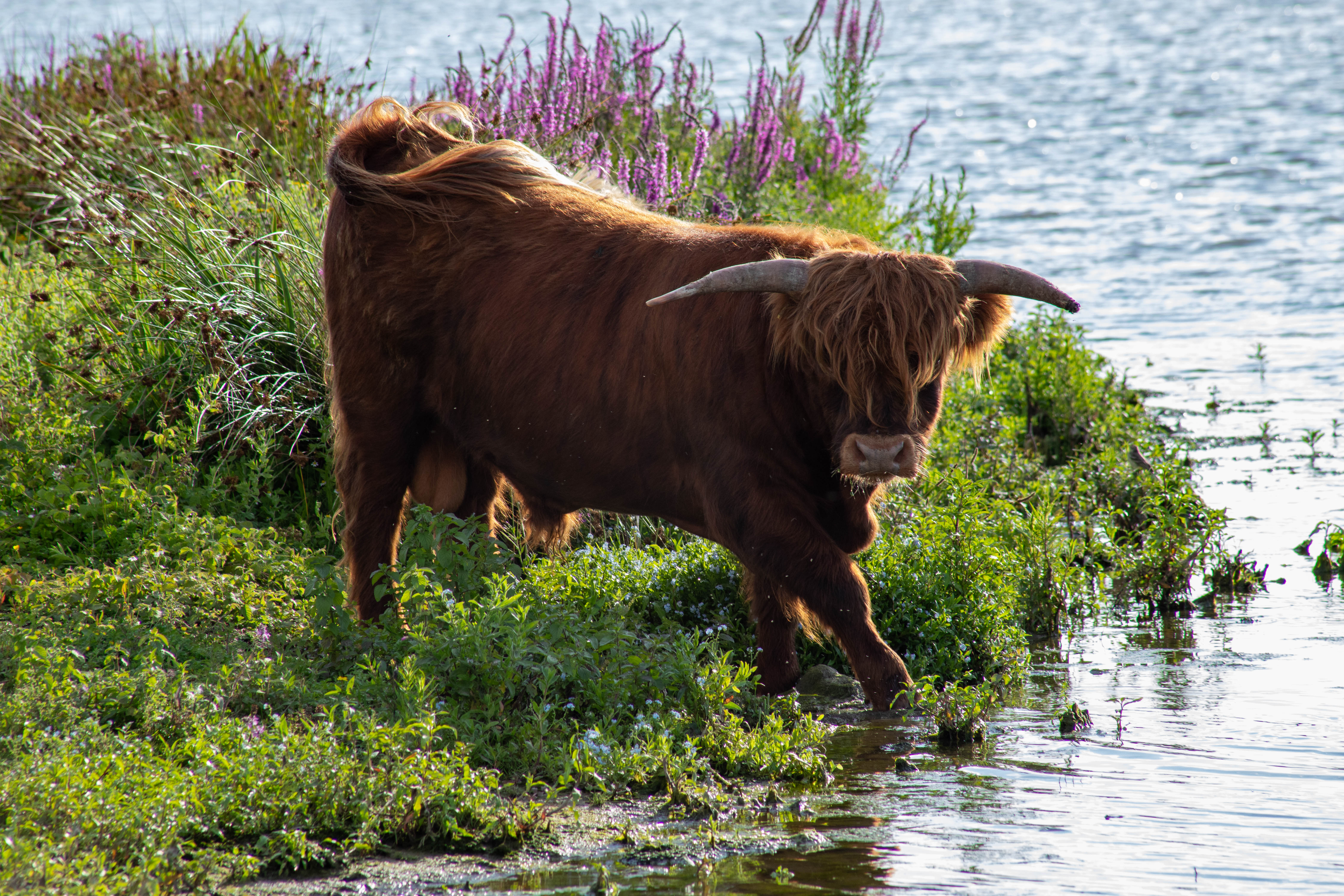 Highland cow